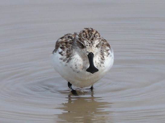 Spoon-billed Sandpiper - ML632891691