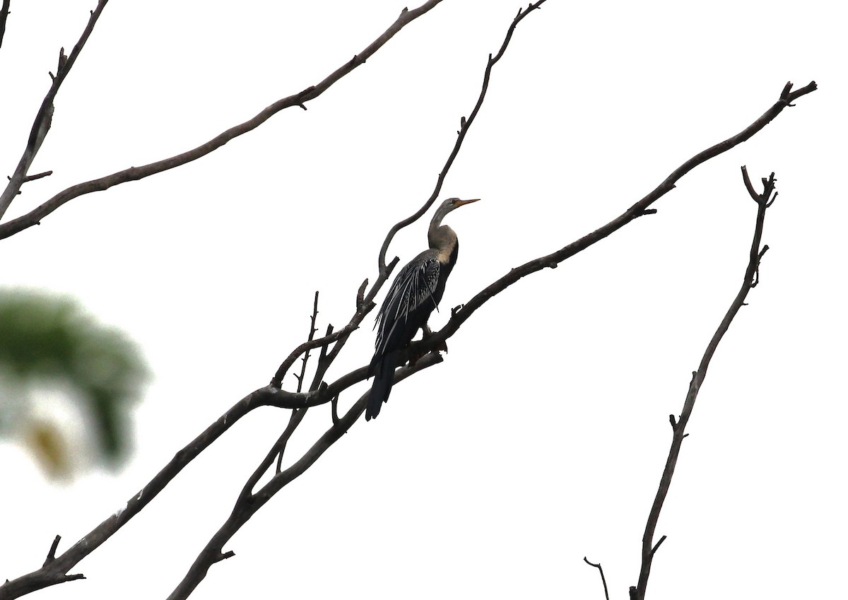 Oriental Darter - ML632891697