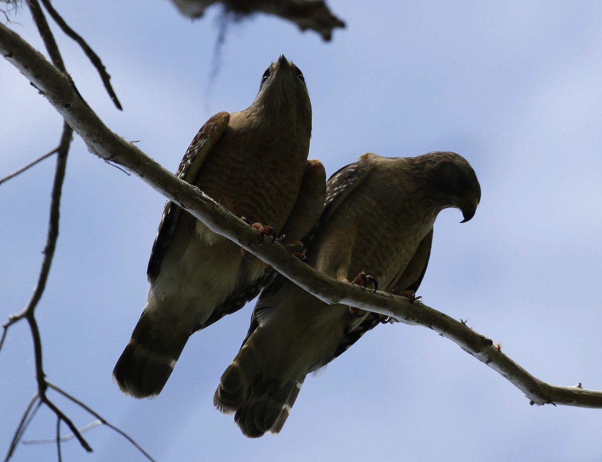 Red-shouldered Hawk - ML632891706