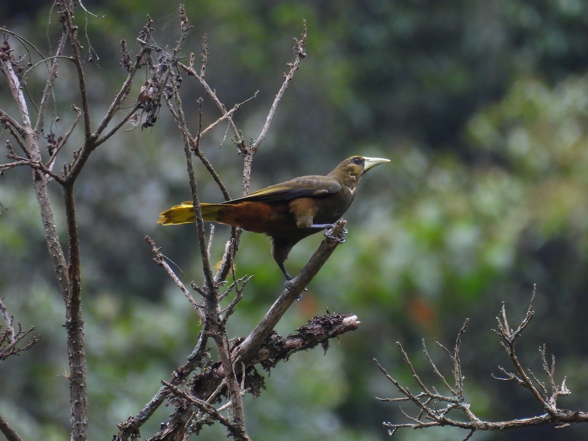 Dusky-green Oropendola - ML632891753