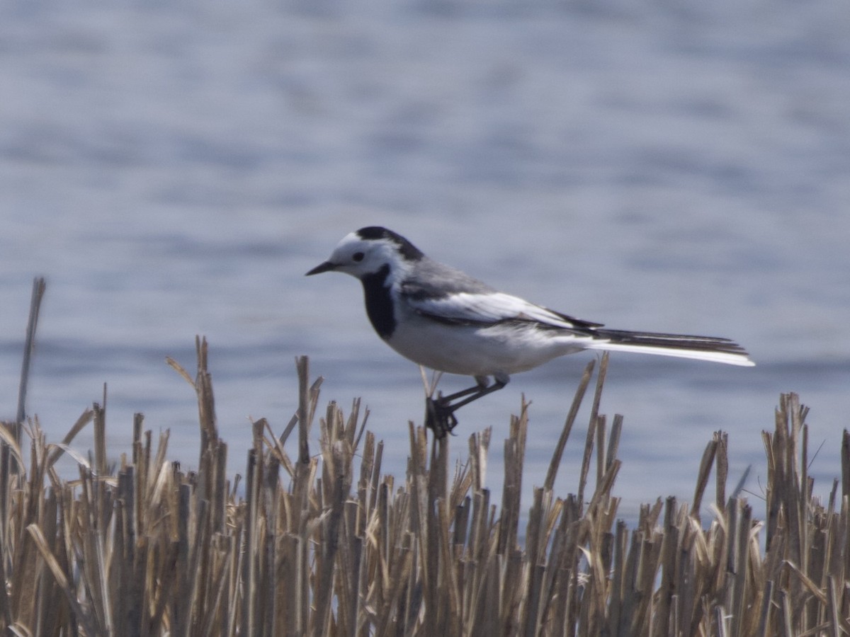 ハクセキレイ（亜種シベリアハクセキレイ） - ML632891784