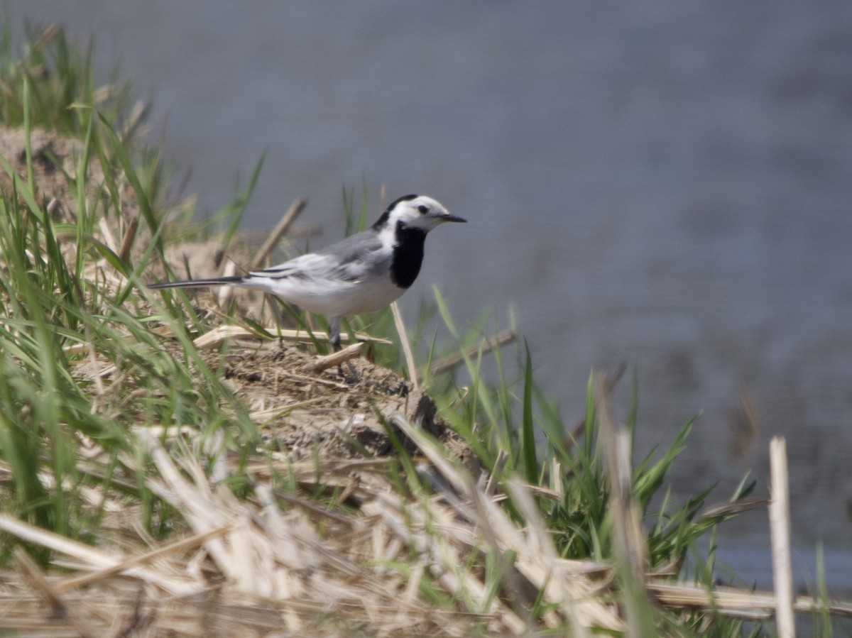 ハクセキレイ（亜種シベリアハクセキレイ） - ML632891798