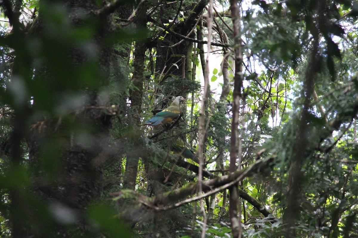 Wompoo Fruit-Dove - ML632891827