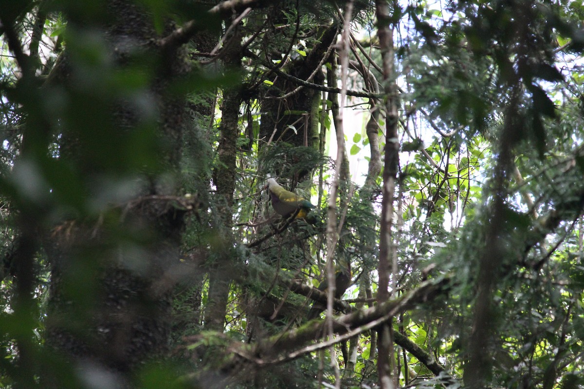 Wompoo Fruit-Dove - ML632891828