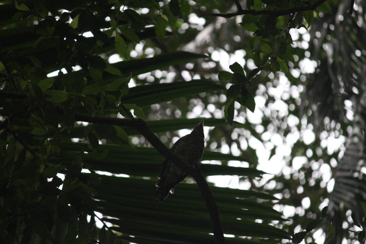 Green Catbird - ML632891830