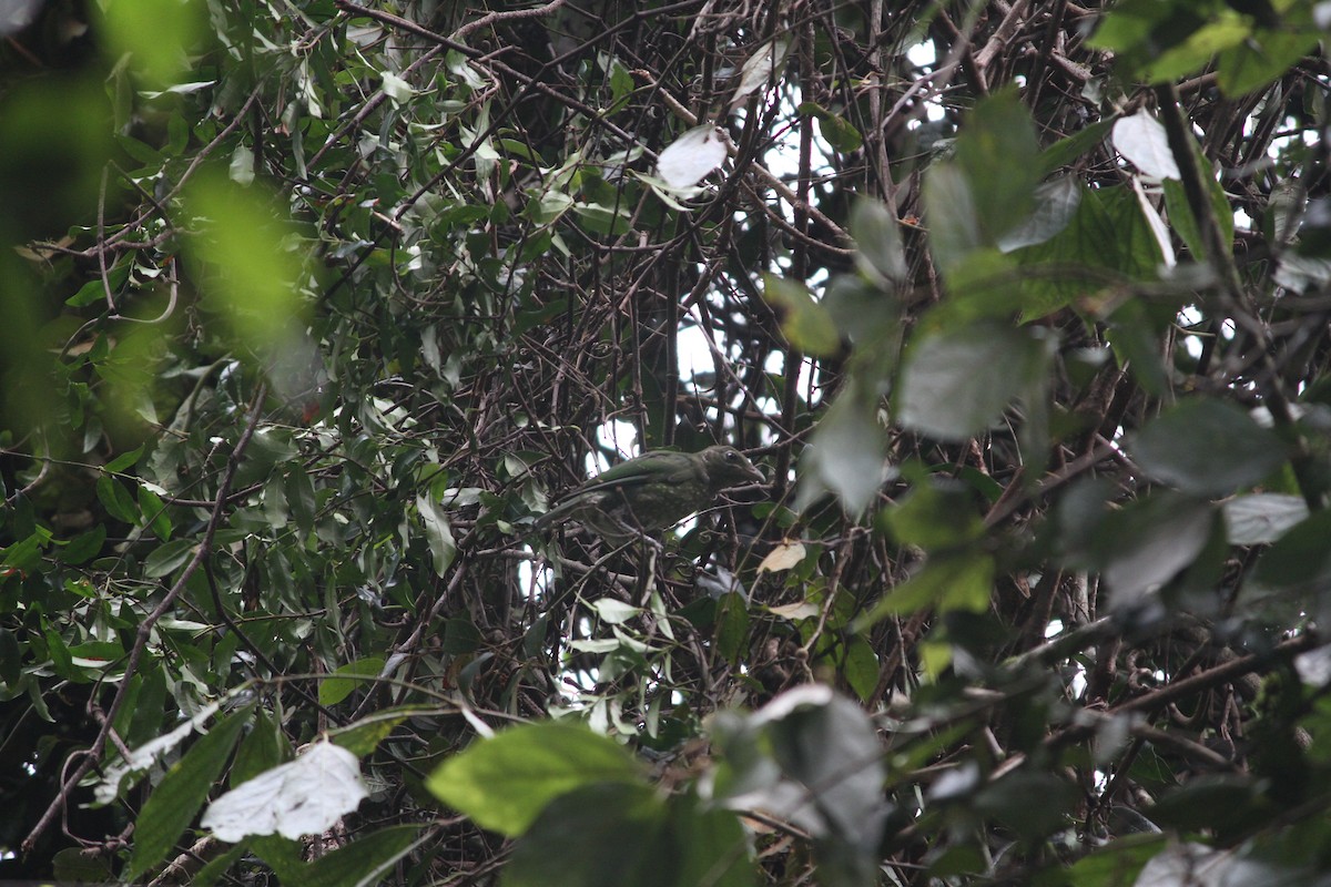 Green Catbird - ML632891831