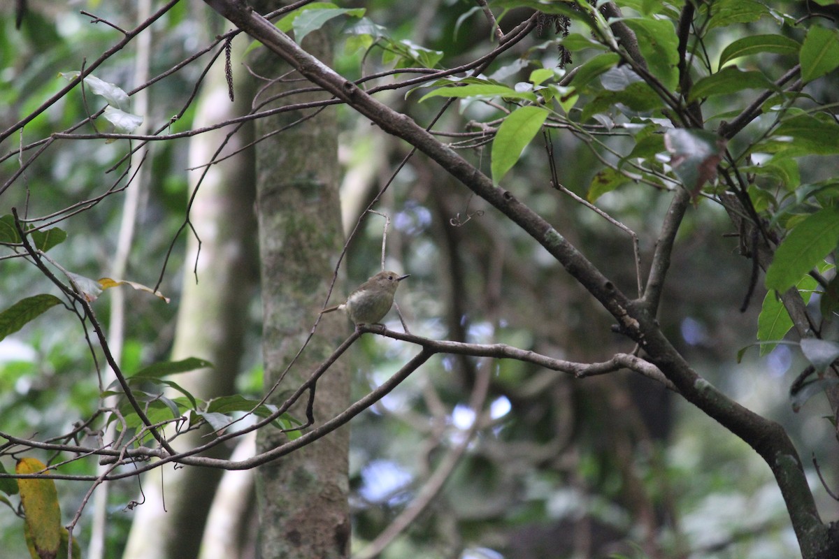 Large-billed Scrubwren - ML632891835