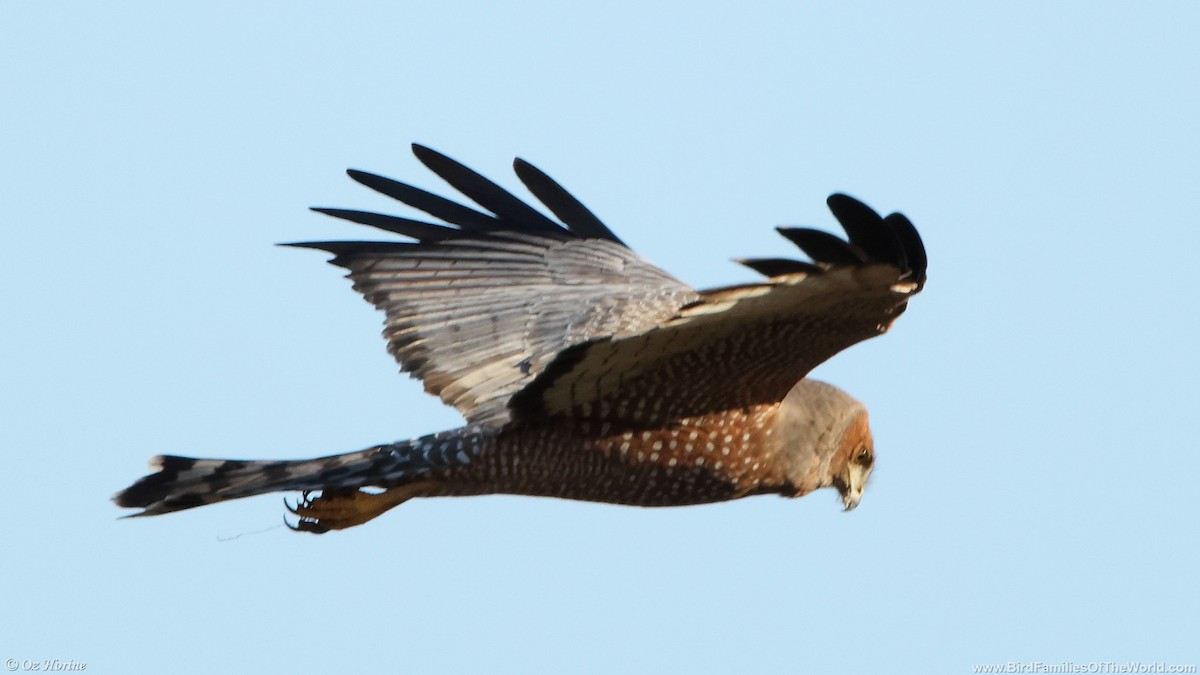Spotted Harrier - ML632891839