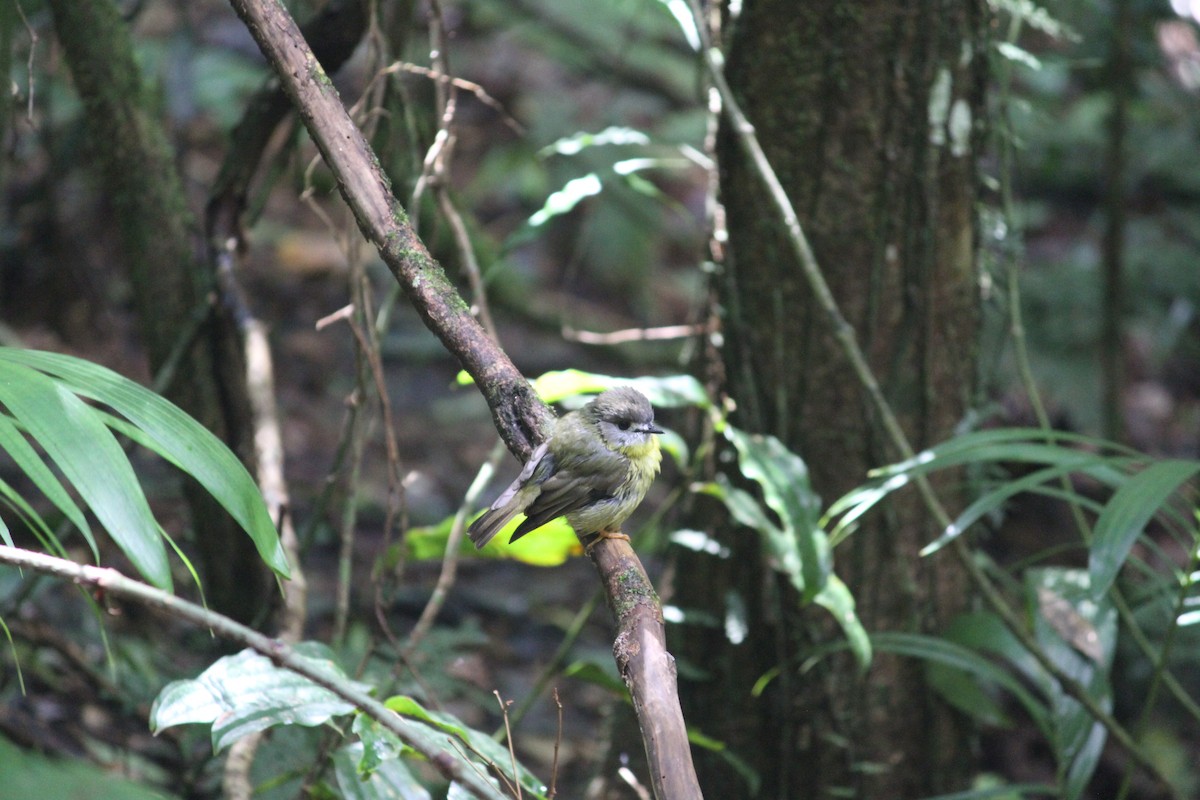 Pale-yellow Robin - ML632891843