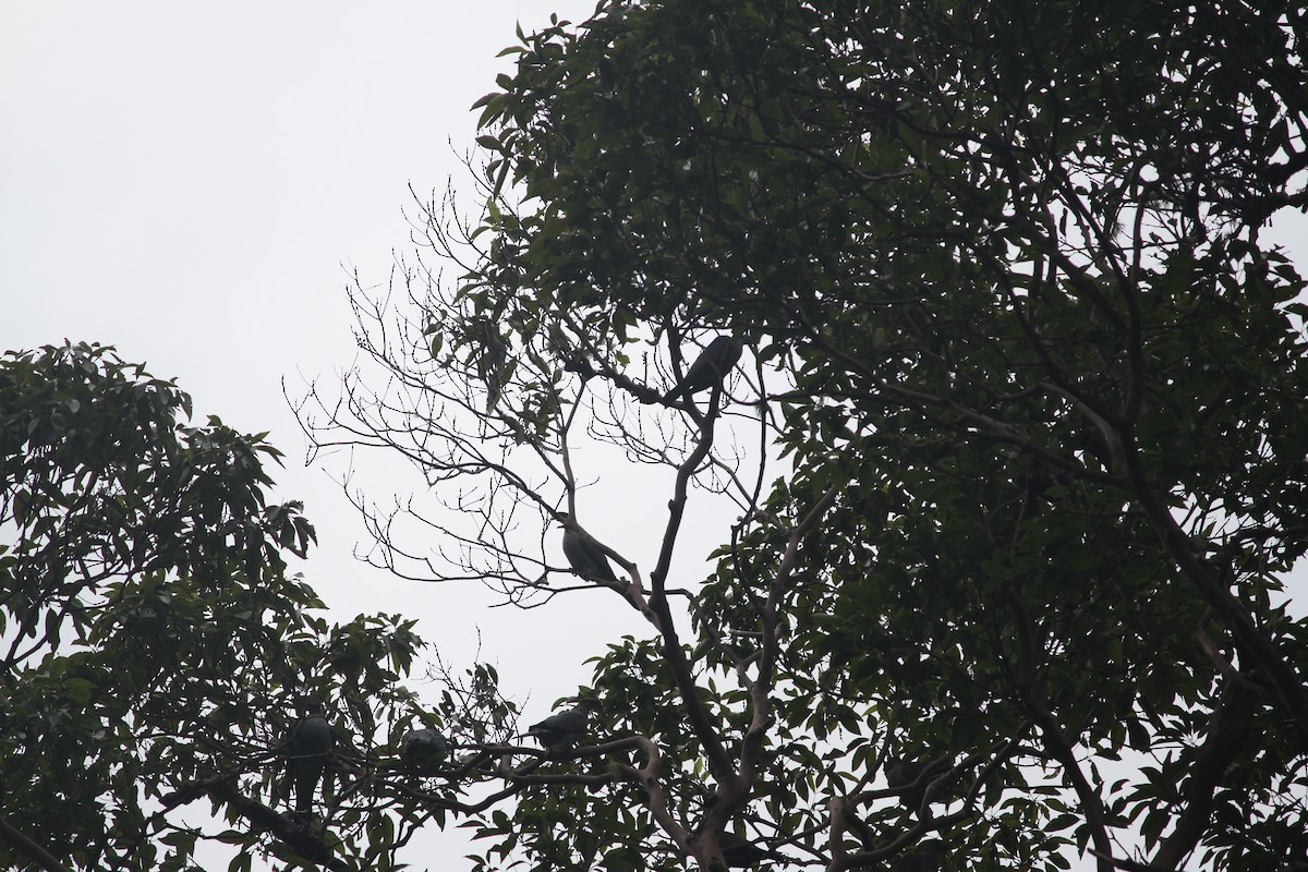 Topknot Pigeon - ML632891845