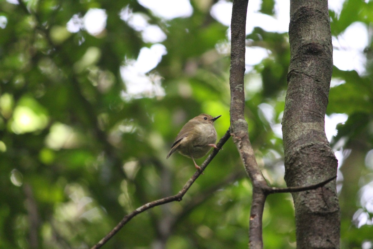 Large-billed Scrubwren - ML632891856