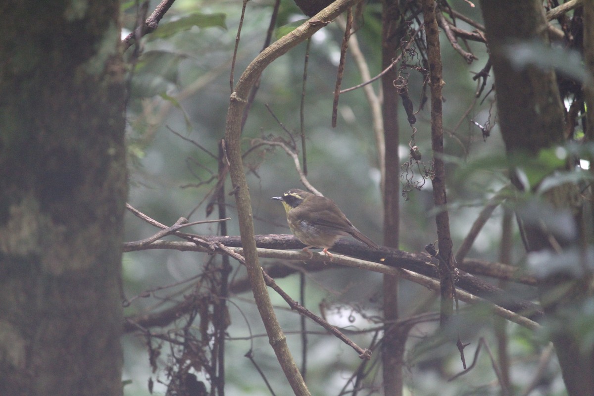 Yellow-throated Scrubwren - ML632891860