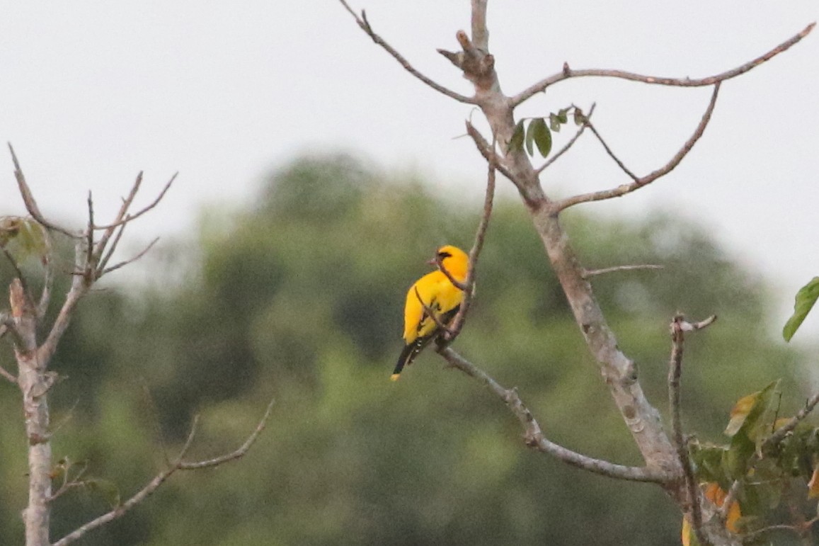 African Golden Oriole - ML632892088