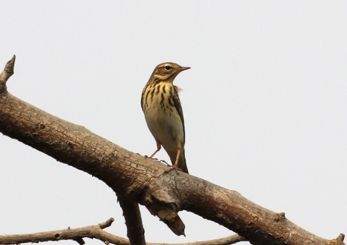 Tree Pipit - ML632892104