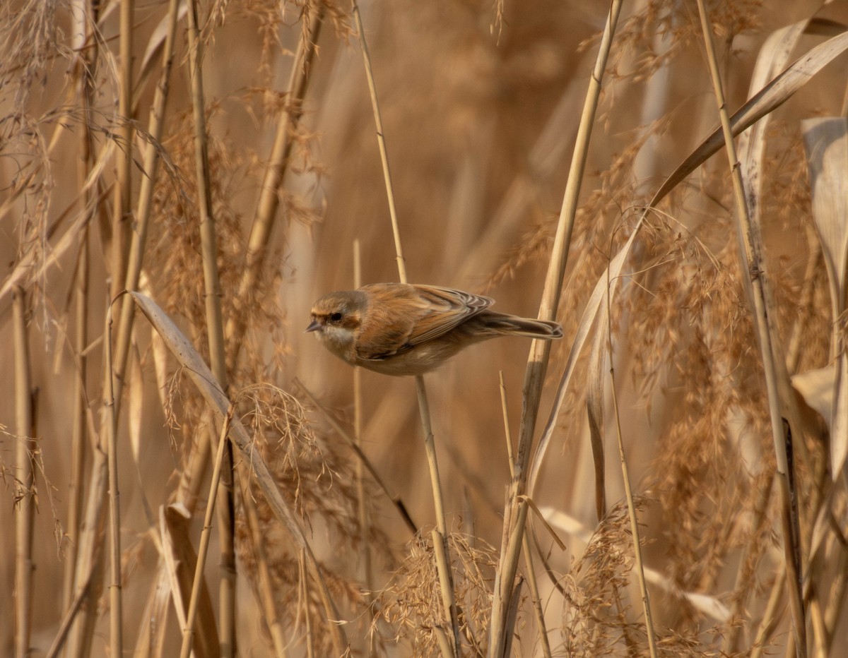 Chinese Penduline-Tit - Phil Xu