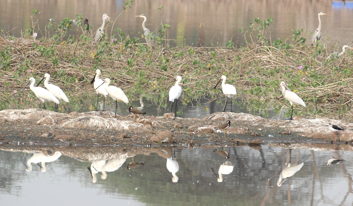 Eurasian Spoonbill - ML632892165