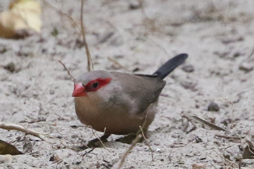 Black-rumped Waxbill - ML632892228