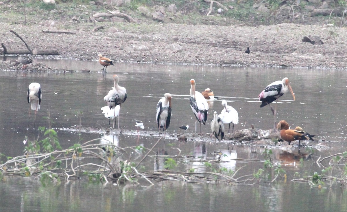 Painted Stork - ML632892229