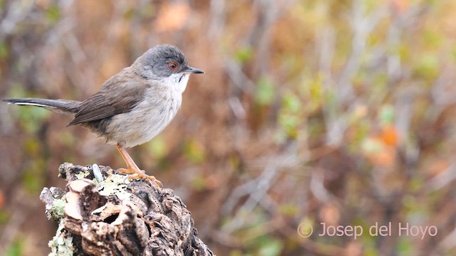 Sardinian Warbler - ML632892387