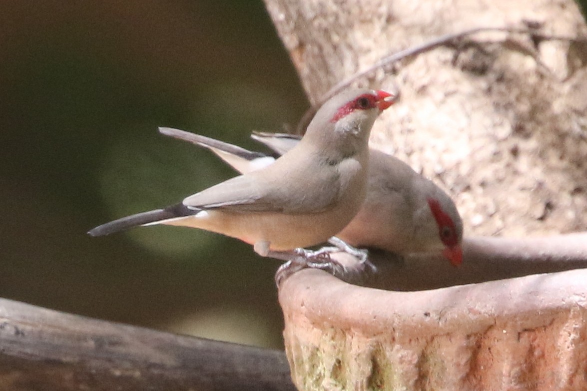 Black-rumped Waxbill - ML632892399