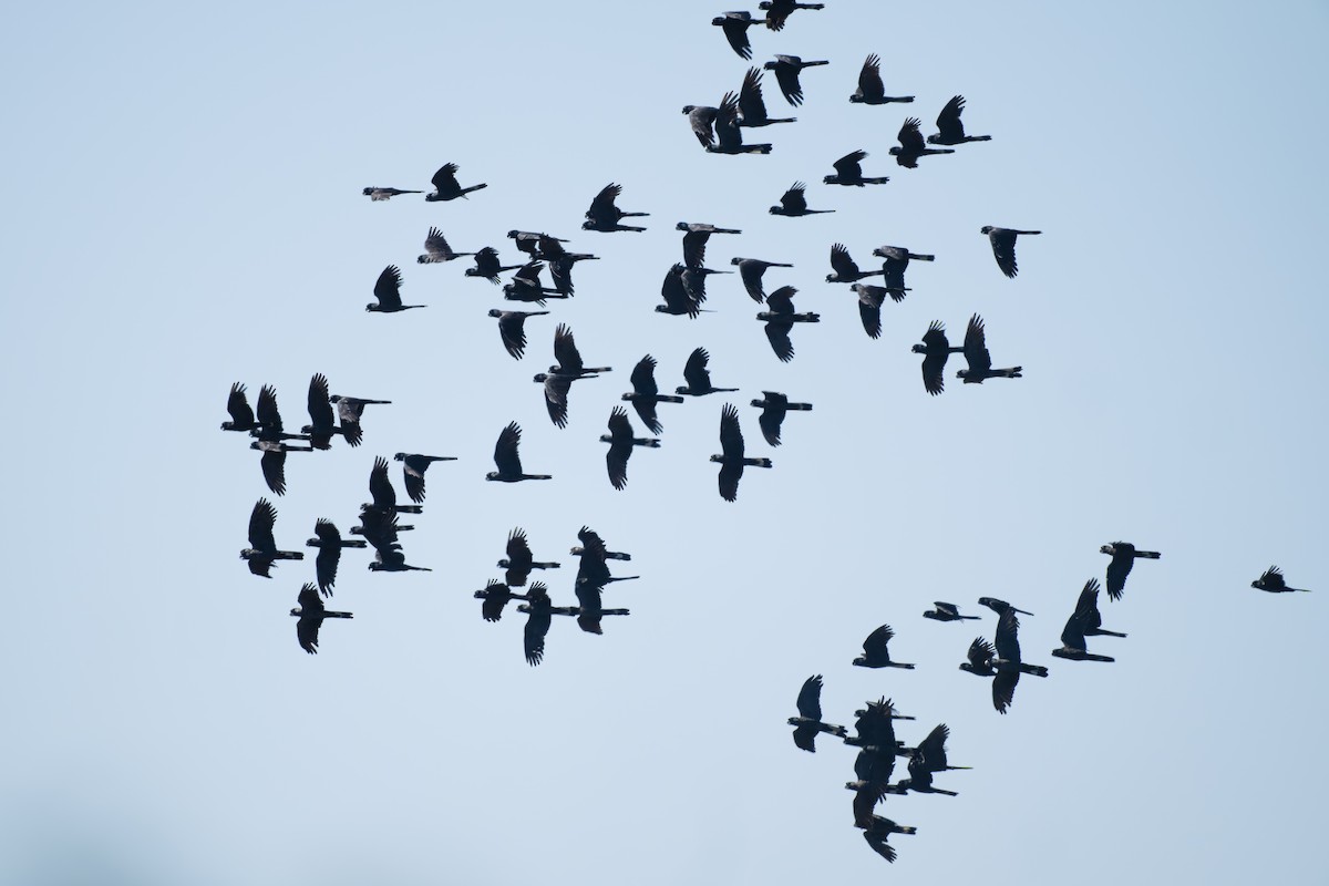 Carnaby's Black-Cockatoo - ML632892461