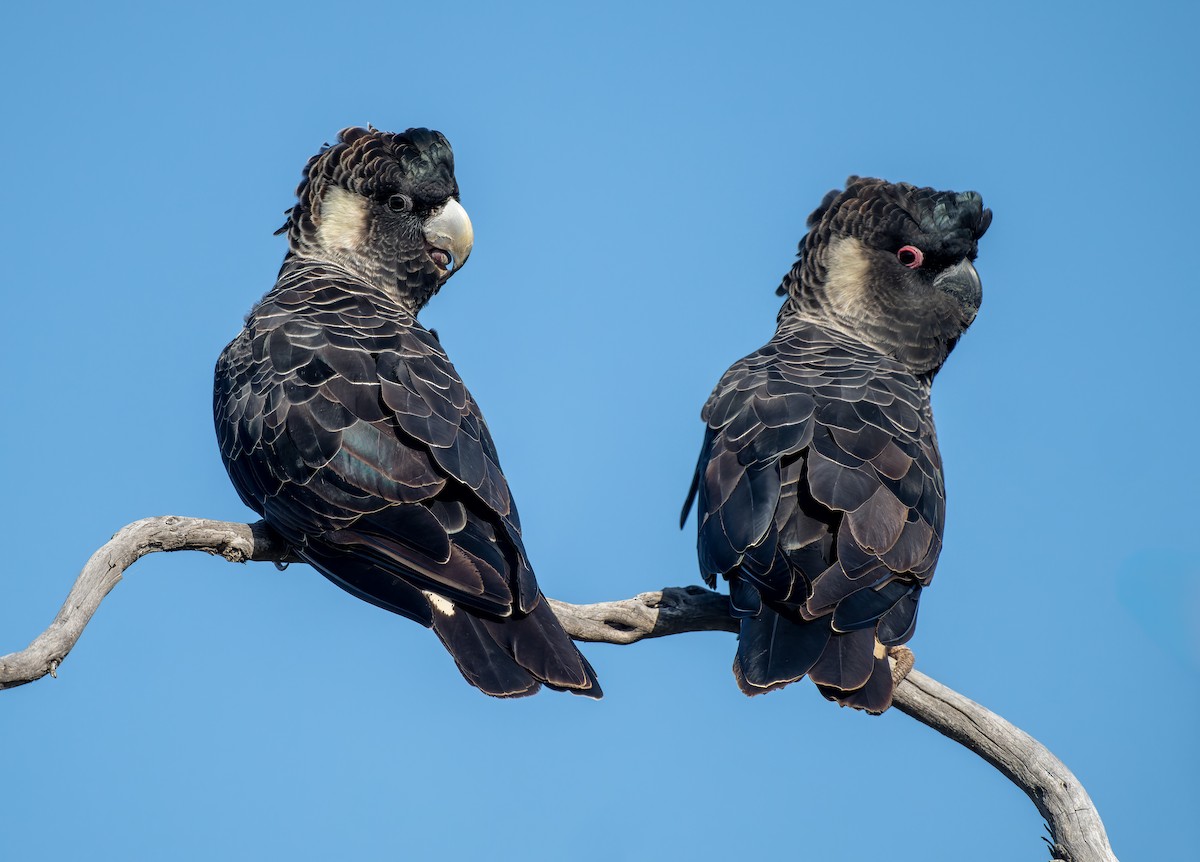 Carnaby's Black-Cockatoo - ML632892462