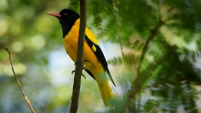 Black-hooded Oriole - ML632892584