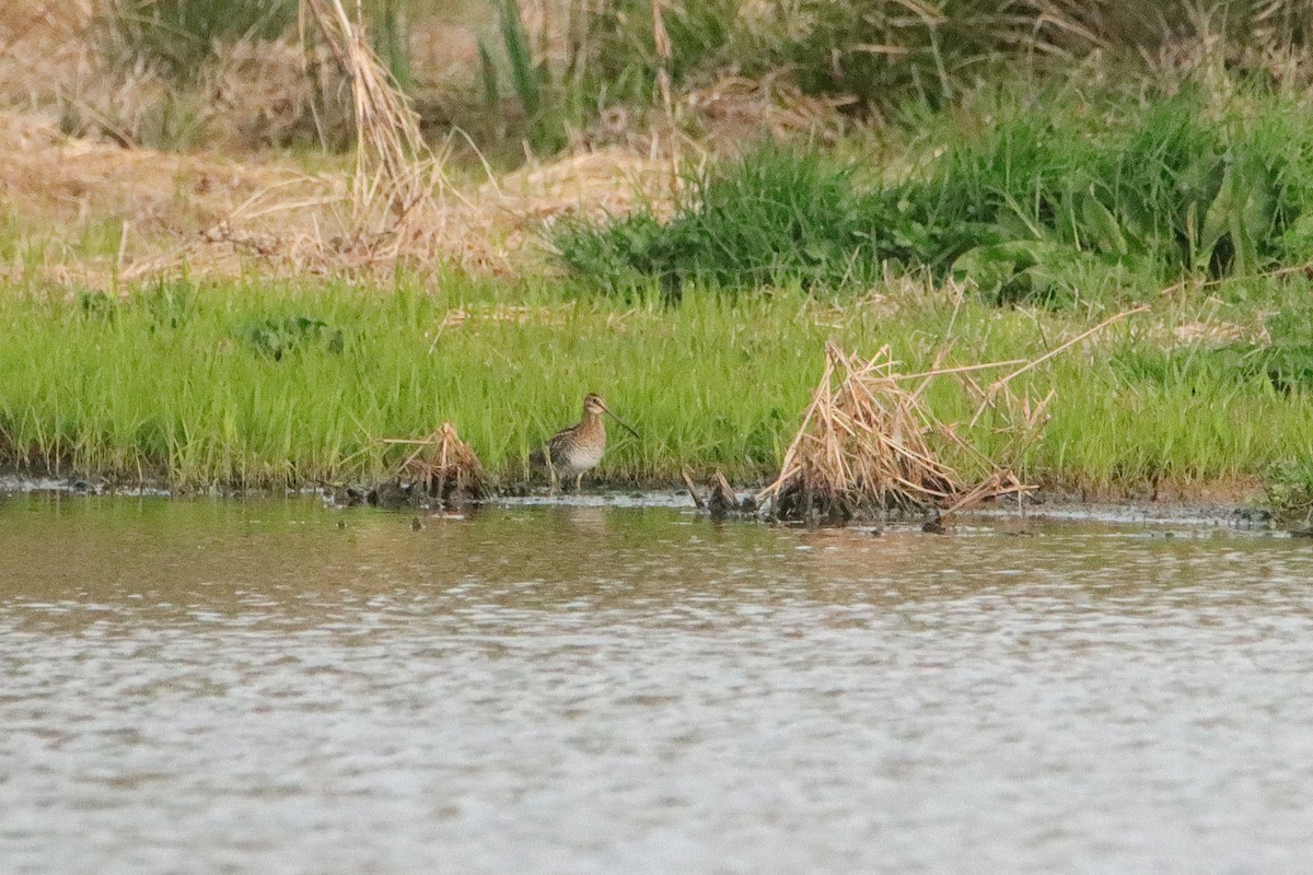Wilson's Snipe - ML632892634
