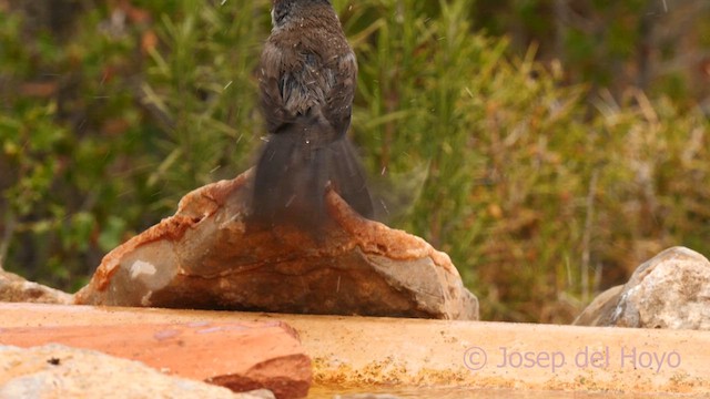 Sardinian Warbler - ML632892639