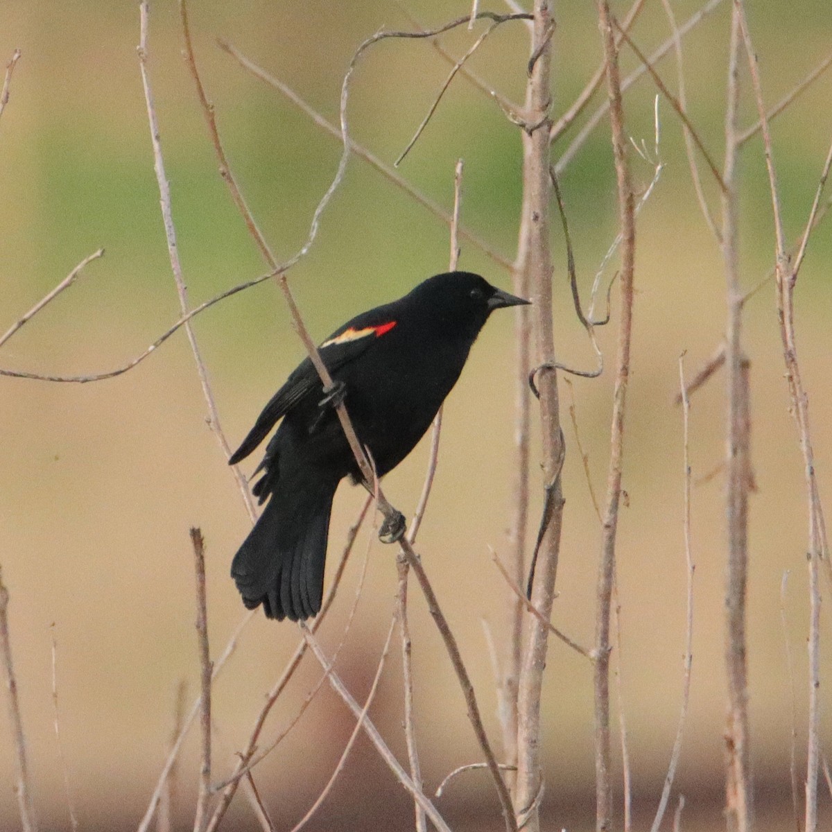 Red-winged Blackbird - ML632892643