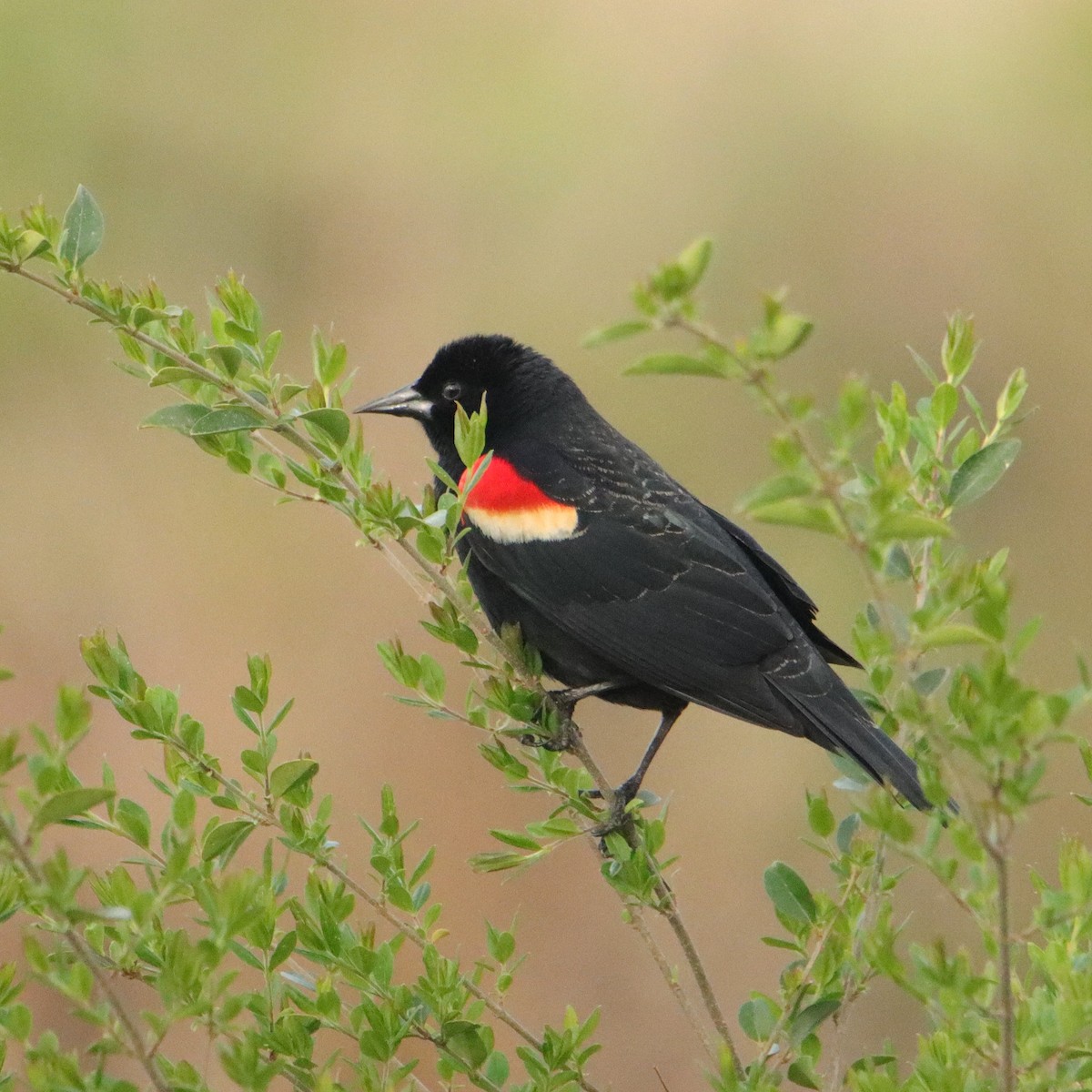 Red-winged Blackbird - ML632892644