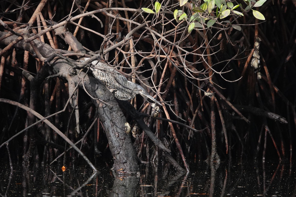 White-crested Tiger-Heron - ML632892687