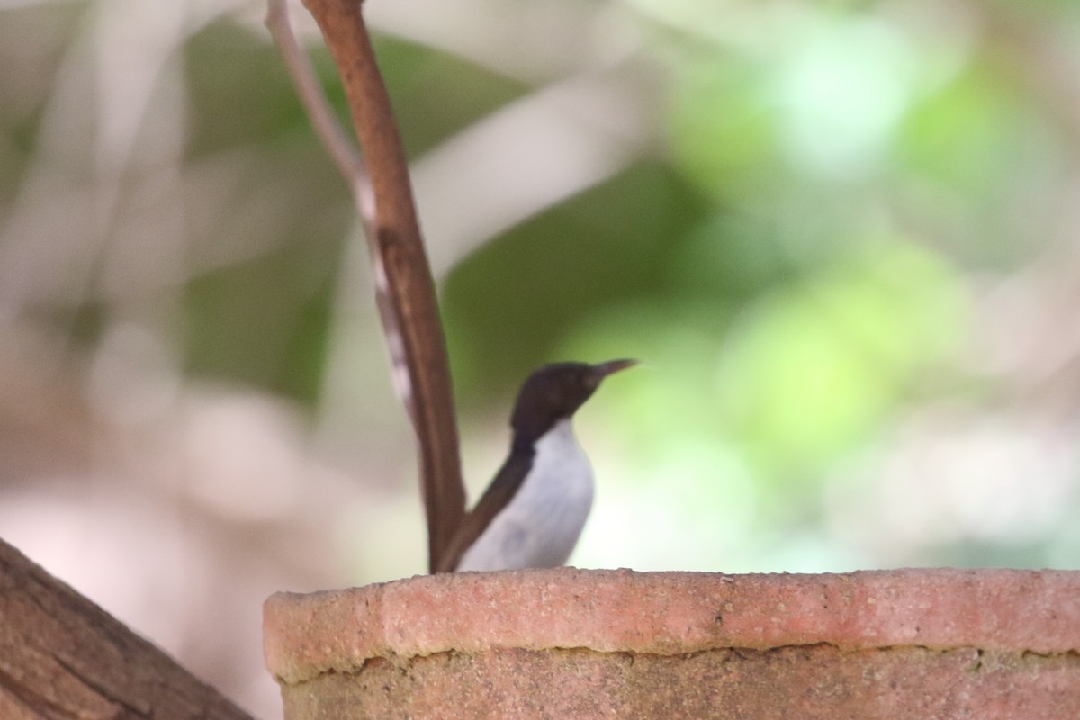 Suimanga Violeta - ML632892768