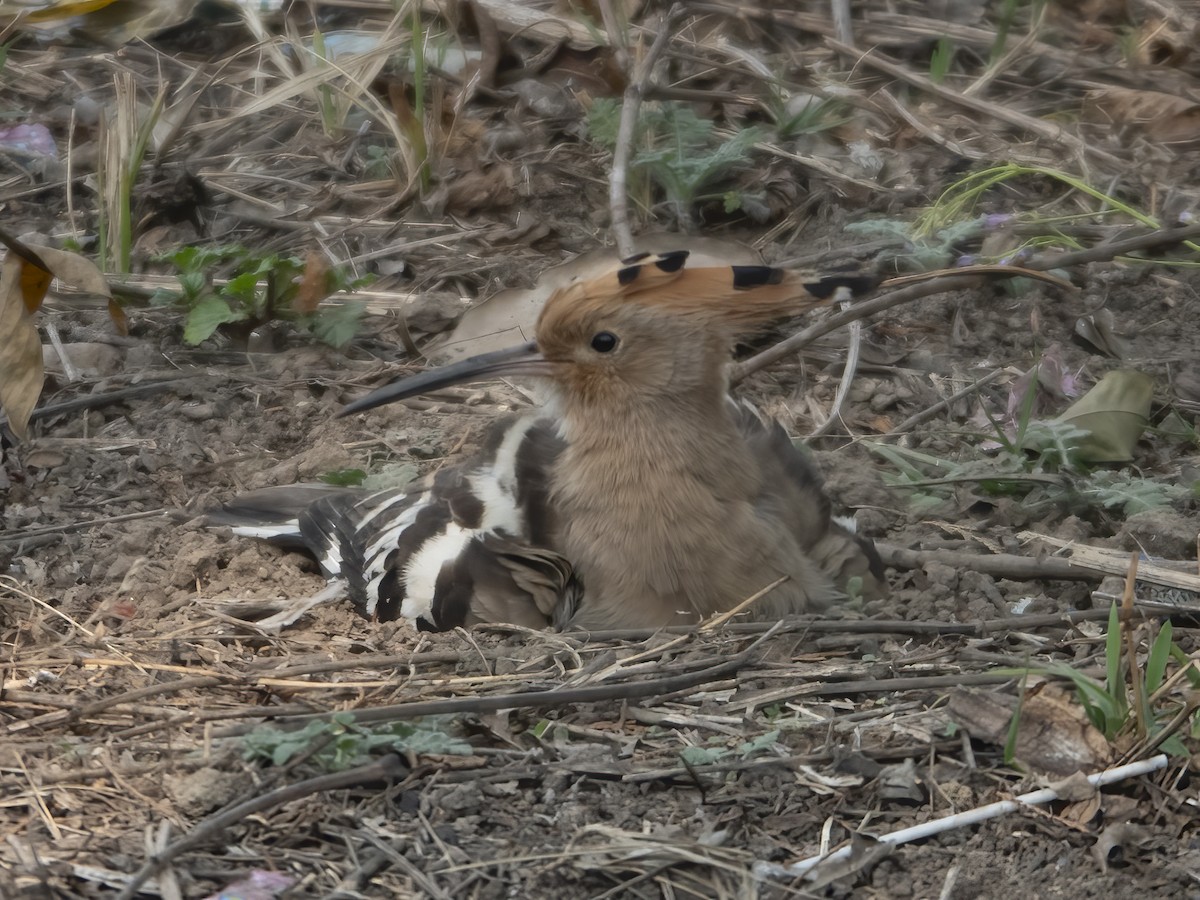 Eurasian Hoopoe - ML632892796