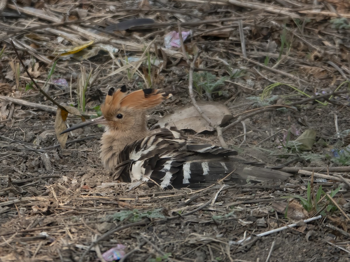 Eurasian Hoopoe - ML632892797
