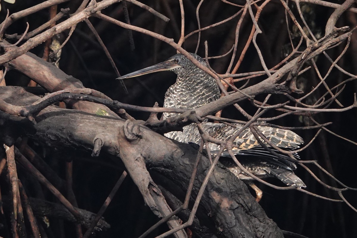 White-crested Tiger-Heron - ML632892821