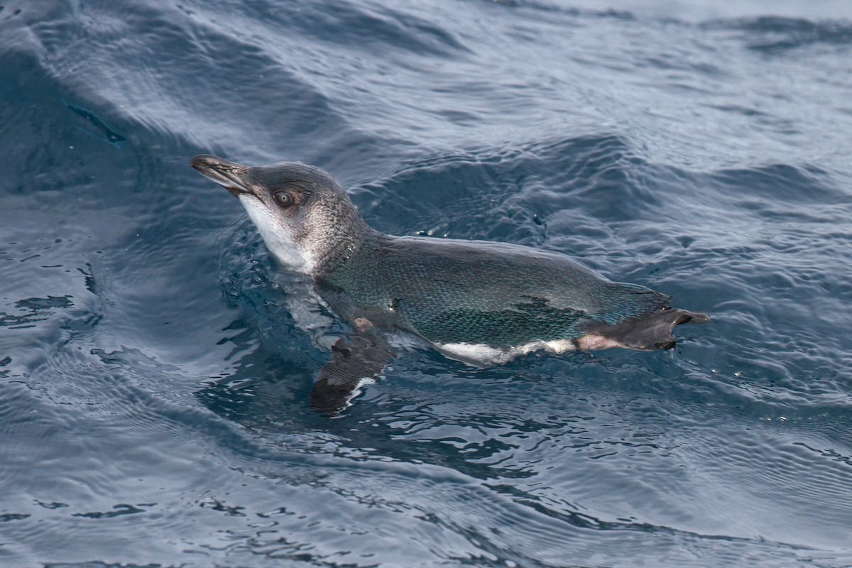 Little Penguin - ML632892955