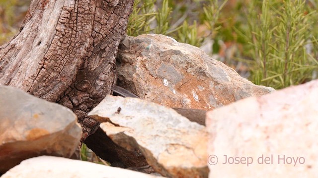 Sardinian Warbler - ML632893003