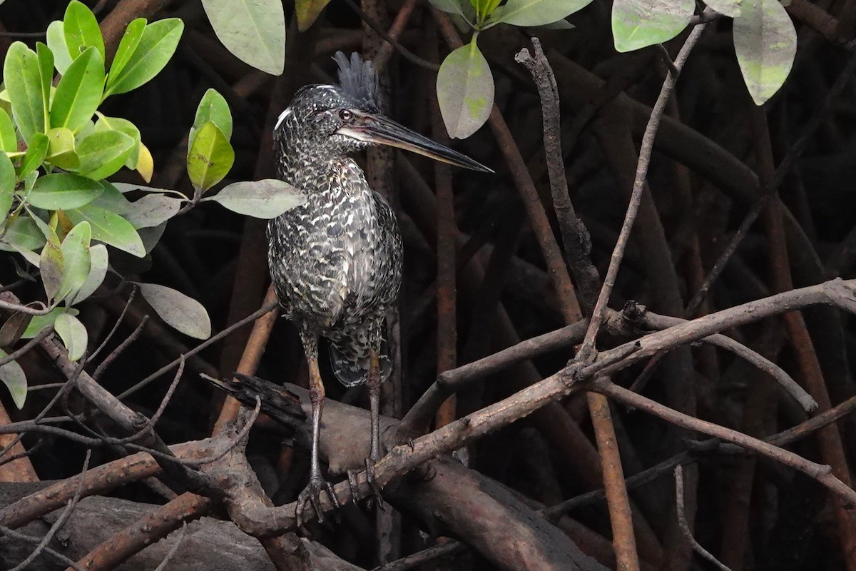 White-crested Tiger-Heron - ML632893004