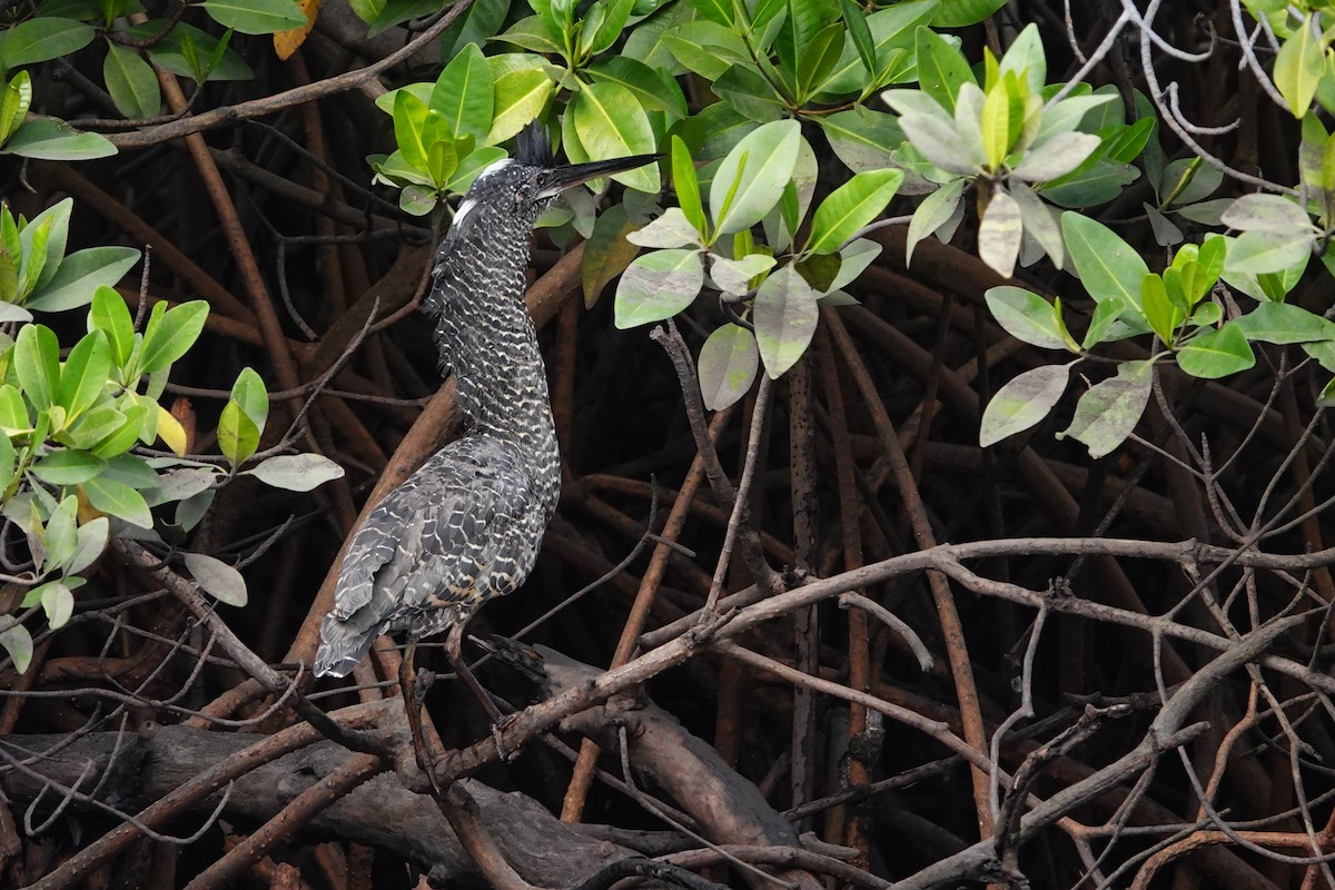 White-crested Tiger-Heron - ML632893069