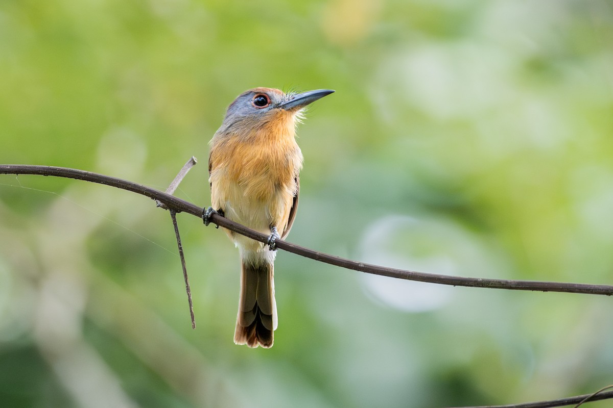 Gray-cheeked Nunlet - Doug Norwood