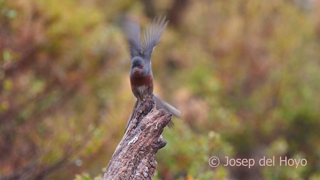 Sardinian Warbler - ML632893222