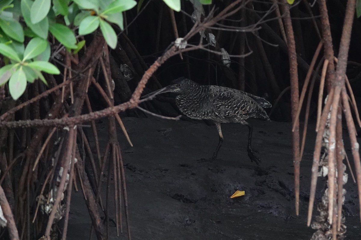 White-crested Tiger-Heron - ML632893229
