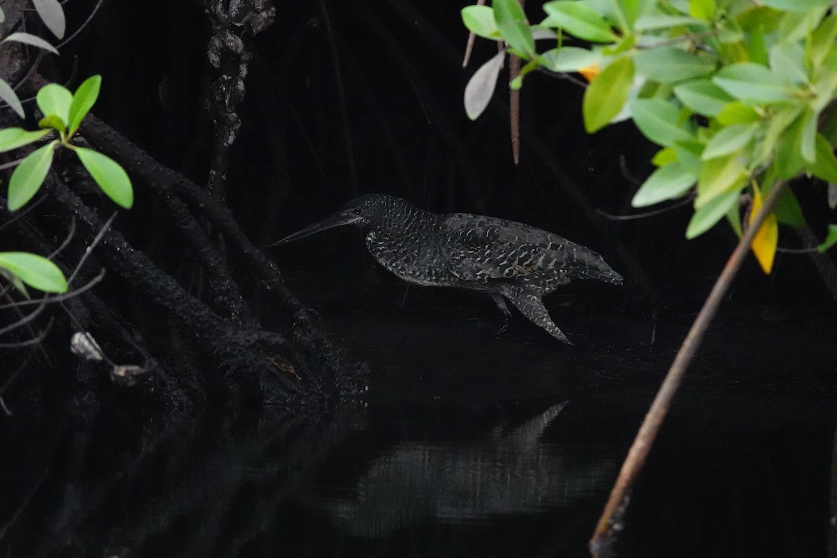 White-crested Tiger-Heron - ML632893282
