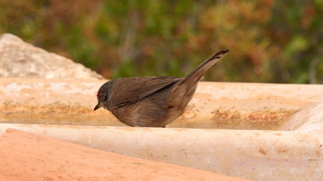 Sardinian Warbler - ML632893369