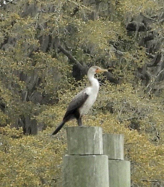 Great/Double-crested Cormorant - ML632893420