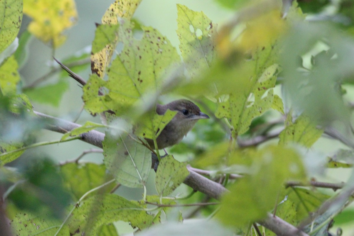 Plain Thornbird - ML632893479