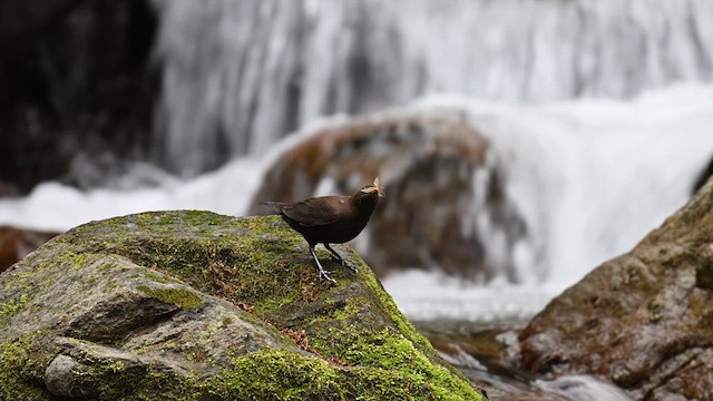 Brown Dipper - ML632893489