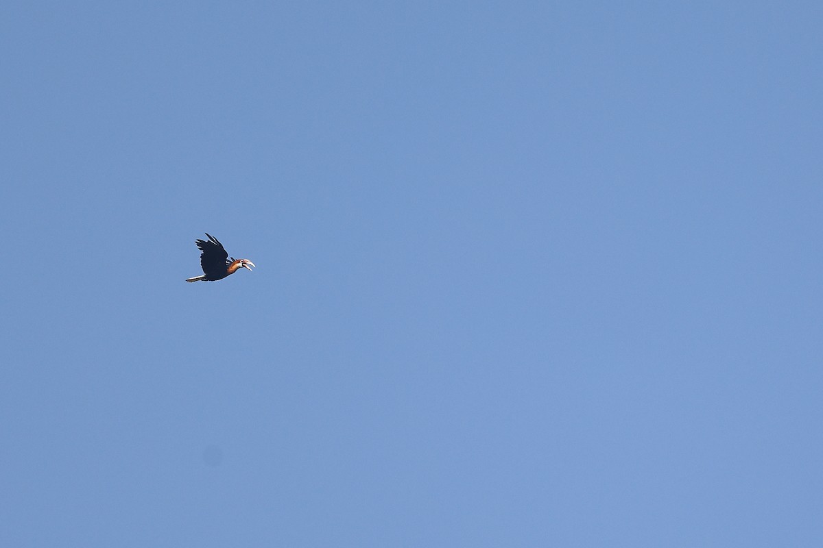 Narcondam Hornbill - ML632893527