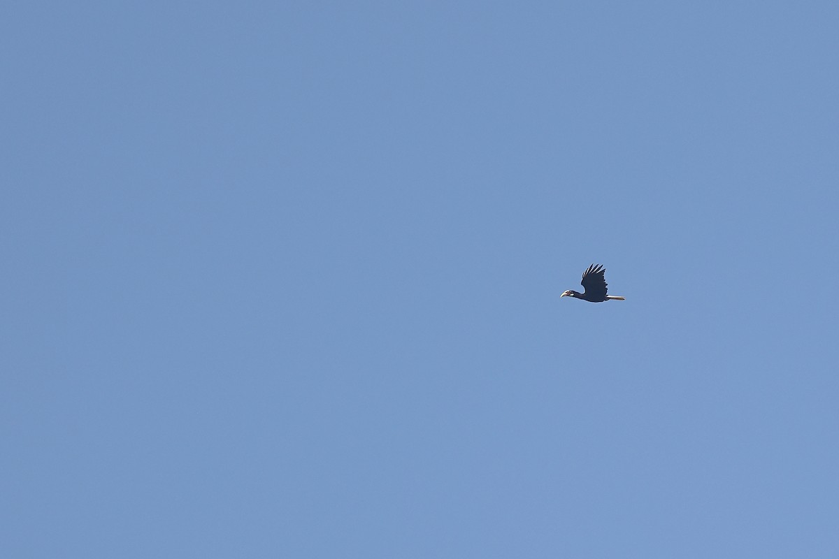 Narcondam Hornbill - ML632893533